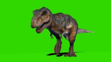 Tyrannosaurus rex Yeşil Ekranda Yürüyor