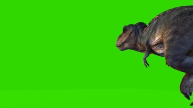 Tyrannosaurus rex Yeşil Ekranda Yürüyor