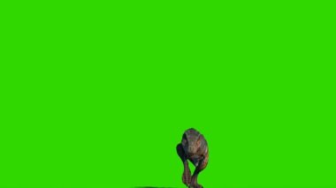 Tyrannosaurus rex Yeşil Ekranda Yürüyor