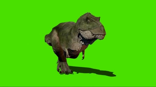 Tyrannosaurus Rex Caminando Pantalla Verde — Vídeo de stock
