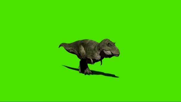 Tyrannosaurus Rex Camminando Sullo Schermo Verde — Video Stock