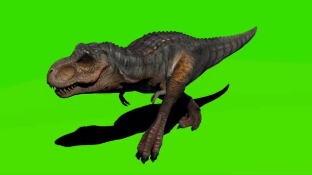 Tyrannosaurus Rex Περπατώντας Στην Πράσινη Οθόνη — Αρχείο Βίντεο