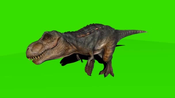 Tyrannosaurus Rex Yeşil Ekranda Yürüyor — Stok video