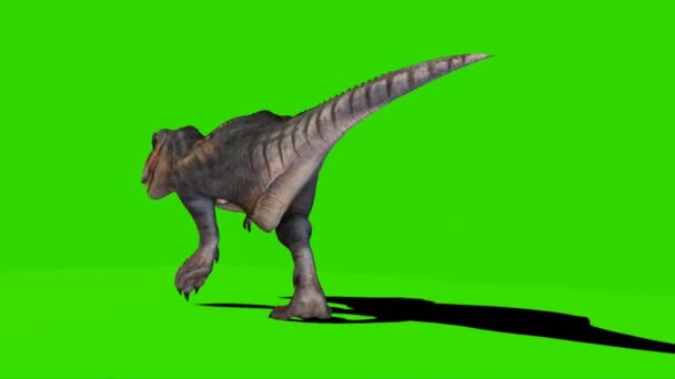 Тираннозавр Рекс Ходит Зеленому Экрану — стоковое видео