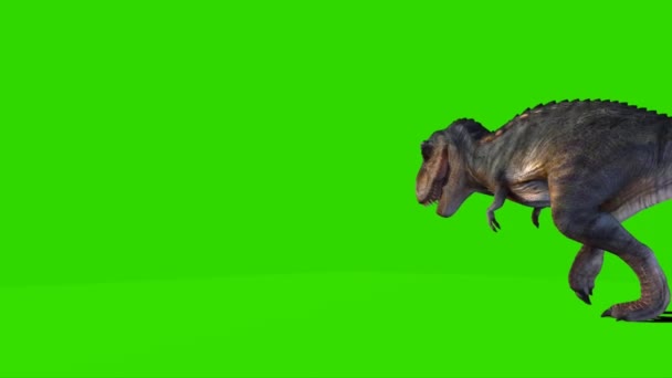 Тиранозавр Рекс Йде Зеленому Екрані — стокове відео