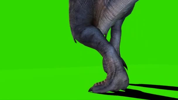 Tyrannosaurus Rex Περπατώντας Στην Πράσινη Οθόνη — Αρχείο Βίντεο
