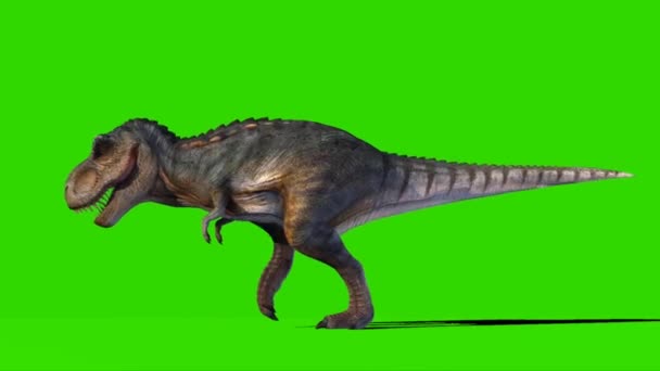Tyrannosaurus Rex Caminando Pantalla Verde — Vídeos de Stock