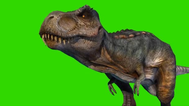 Tyrannosaurus Rex Camminando Sullo Schermo Verde — Video Stock