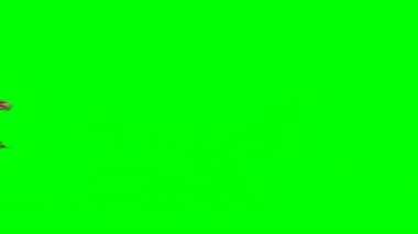 Velociraptor Attacking on Green Screen