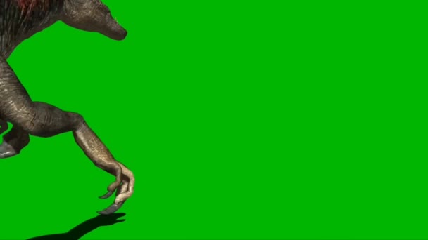 Velociraptor Attacking Green Screen — Stock Video