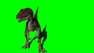 Velociraptor Roaring on Green Screen