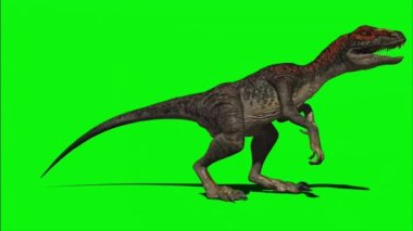 Velociraptor Roaring on Green Screen