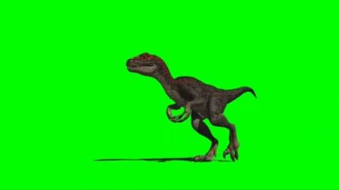 Velociraptor Walking on Green Screen