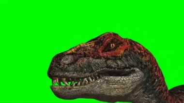 Velociraptor Walking on Green Screen