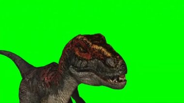 Velociraptor Walking on Green Screen