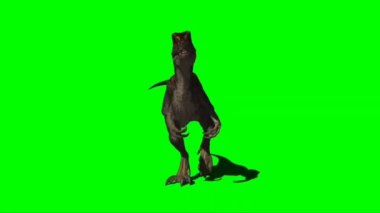 Velociraptor Walking on Green Screen