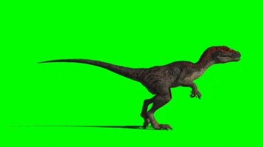 Velociraptor Walking on Green Screen