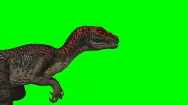 Velociraptor Walking on Green Screen