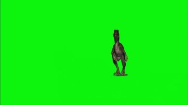 Velociraptor Walking on Green Screen