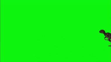 Velociraptor Walking on Green Screen