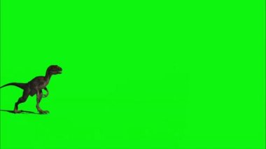 Velociraptor Walking on Green Screen