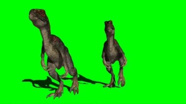 Velociraptors Walking on Green Screen