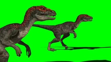 Velociraptors Walking on Green Screen