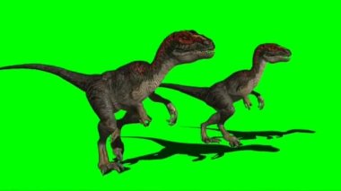 Velociraptors Walking on Green Screen