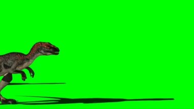 Velociraptors Walking on Green Screen