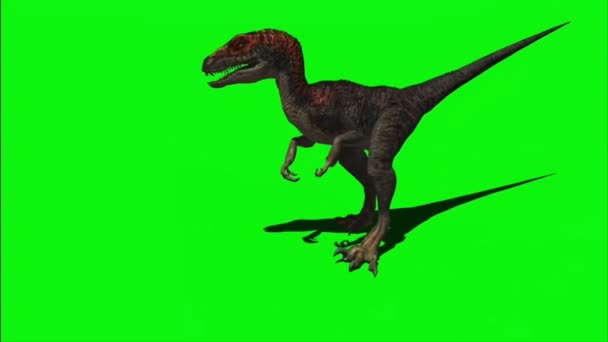 Velociraptor Rytande Grön Skärm — Stockvideo