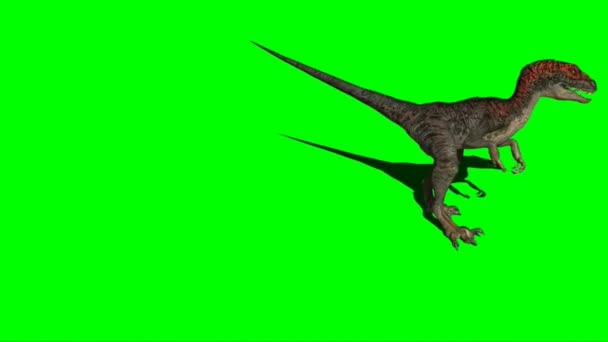 Velociraptor Brüllt Auf Green Screen — Stockvideo