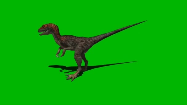 Velociraptor Ruggente Sullo Schermo Verde — Video Stock