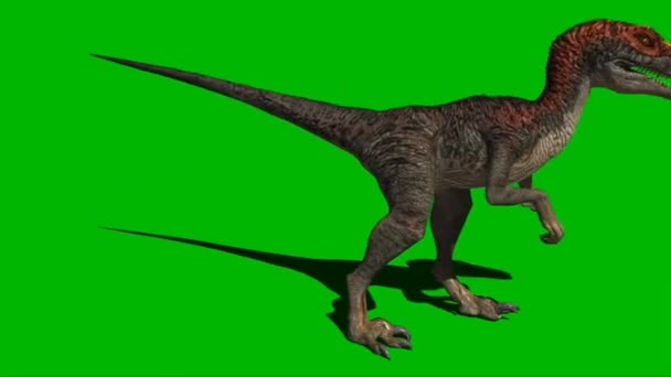 Velociraptor Brullen Groen Scherm — Stockvideo