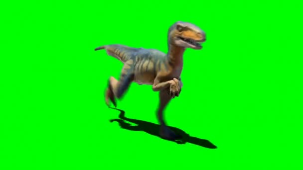 Velociraptor Draait Groen Scherm — Stockvideo