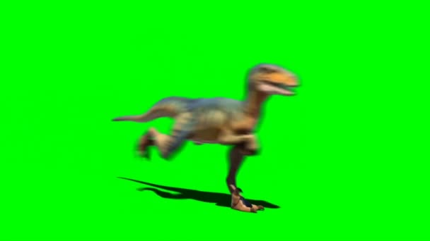 Velociraptor Courant Sur Écran Vert — Video
