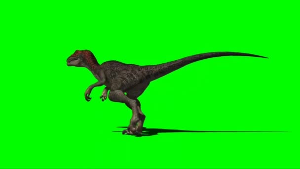 Velociraptor Walking Green Screen — Video