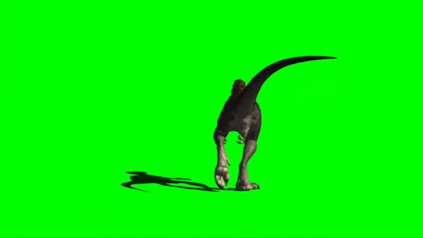 Velociraptor Walking Green Screen — Stock Video