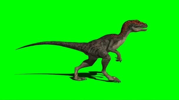 Velociraptor Chodzenie Zielonym Ekranie — Wideo stockowe