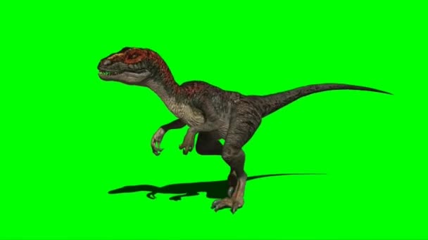 Velociraptor Promenader Grön Skärm — Stockvideo