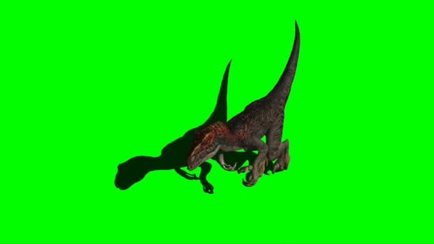 Velociraptor Caminando Pantalla Verde — Vídeos de Stock