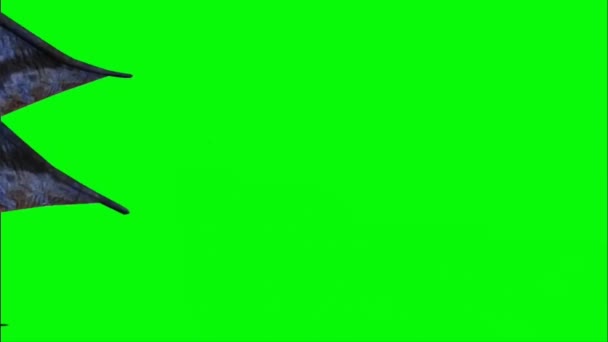 Дракон Риє Зеленому Екрані — стокове відео