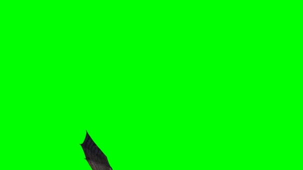 Draken Flyger Grön Skärm — Stockvideo