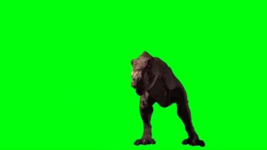 Tyrannosaurus rex Yeşil Ekran 'da kükrüyor