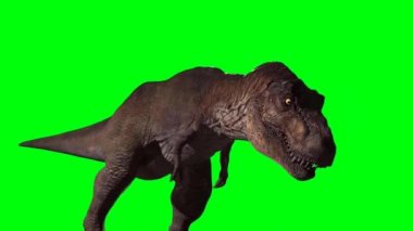 Tyrannosaurus rex Yeşil Ekran 'da kükrüyor