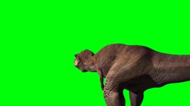 Tyrannosaurus rex Yeşil Ekran 'da kükrüyor