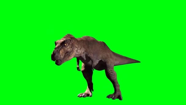 Тиранозавр Рекс Ганяється Зеленому Екрані — стокове відео