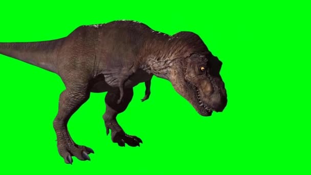Tyrannosaurus Rex Brullend Groen Scherm — Stockvideo