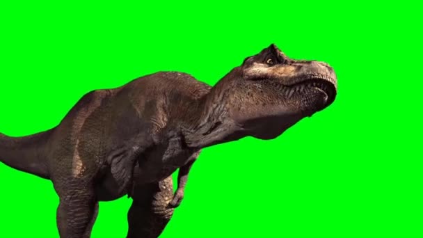 Тираннозавр Рекс Ревет Зеленом Экране — стоковое видео