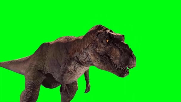Tyrannosaurus Rex Βρυχάται Στην Πράσινη Οθόνη — Αρχείο Βίντεο