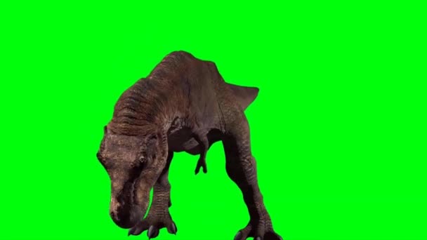 Tyrannosaurus Rex Roaring Green Screen — Stock Video